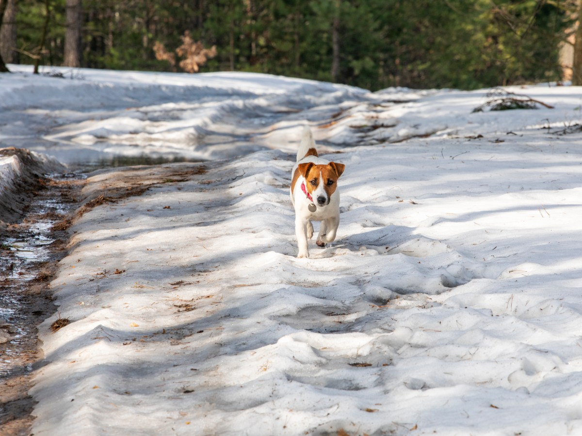 Jack-Russell-Terrier im Wald