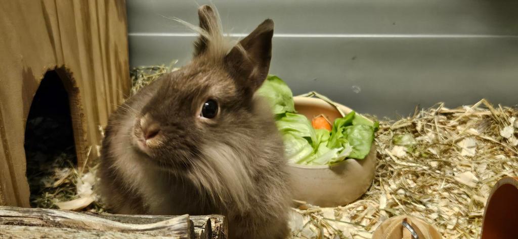 Kaninchen im Tierheim Wolfsburg