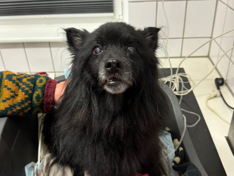Hund im Kreis Gifhorn