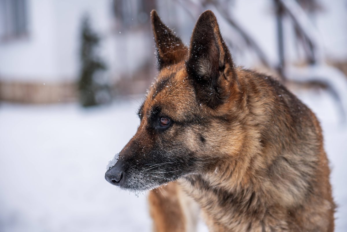 Nach dem tragischen Vorfall im Landkreis Harz fragen sich viele, was mit dem Hund passiert, der die 88-Jährige womöglich gebissen hat.