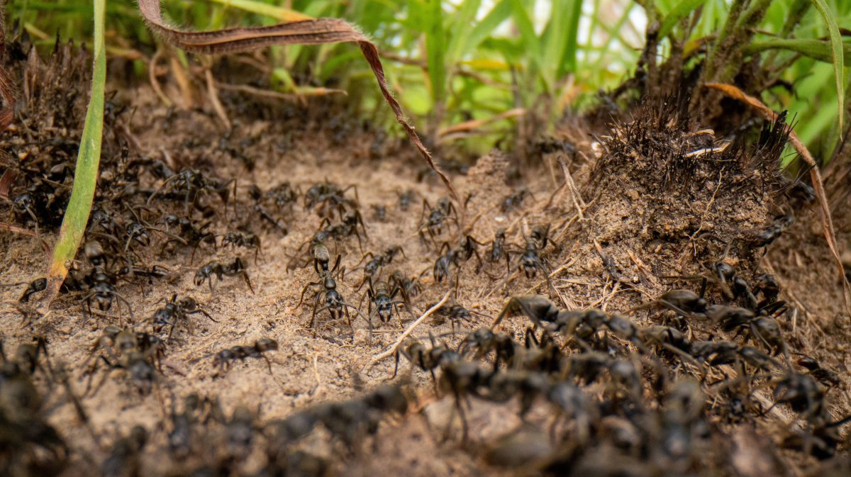 Forscher fanden heraus, dass Ameisen große Auswirkungen auf DIESES Ökosystem haben.