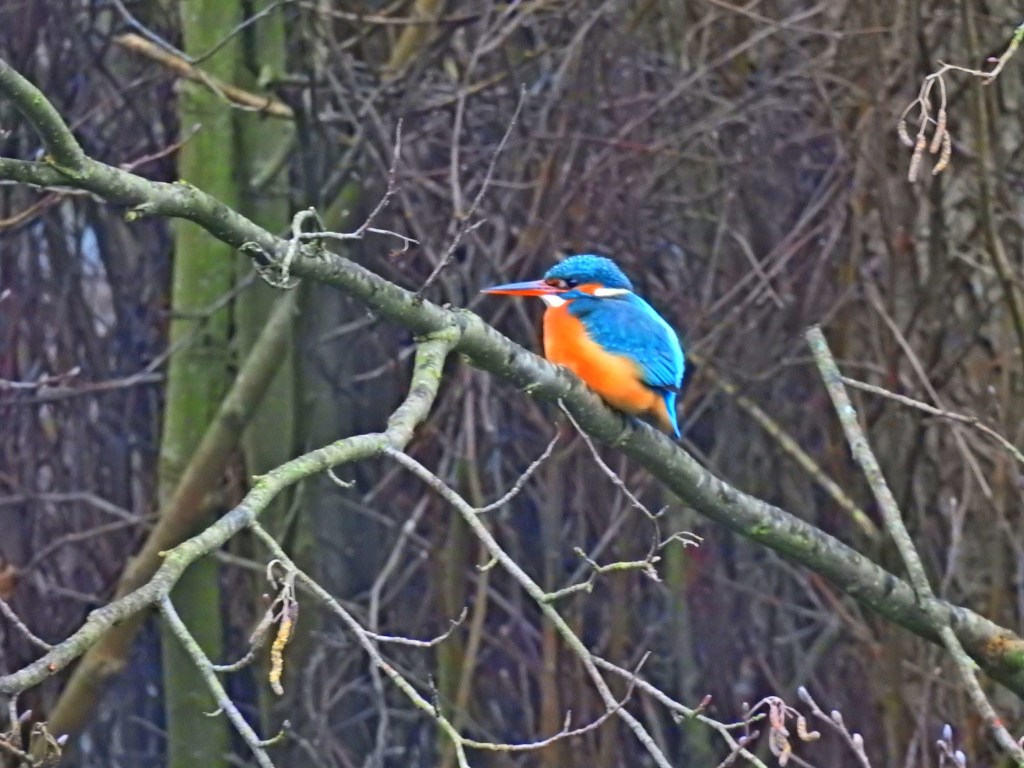 Eisvogel im Harz