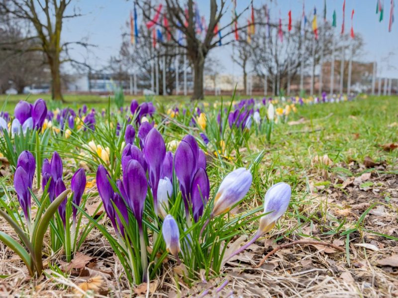 Es wird Frühling am Europaplatz in Braunschweig.