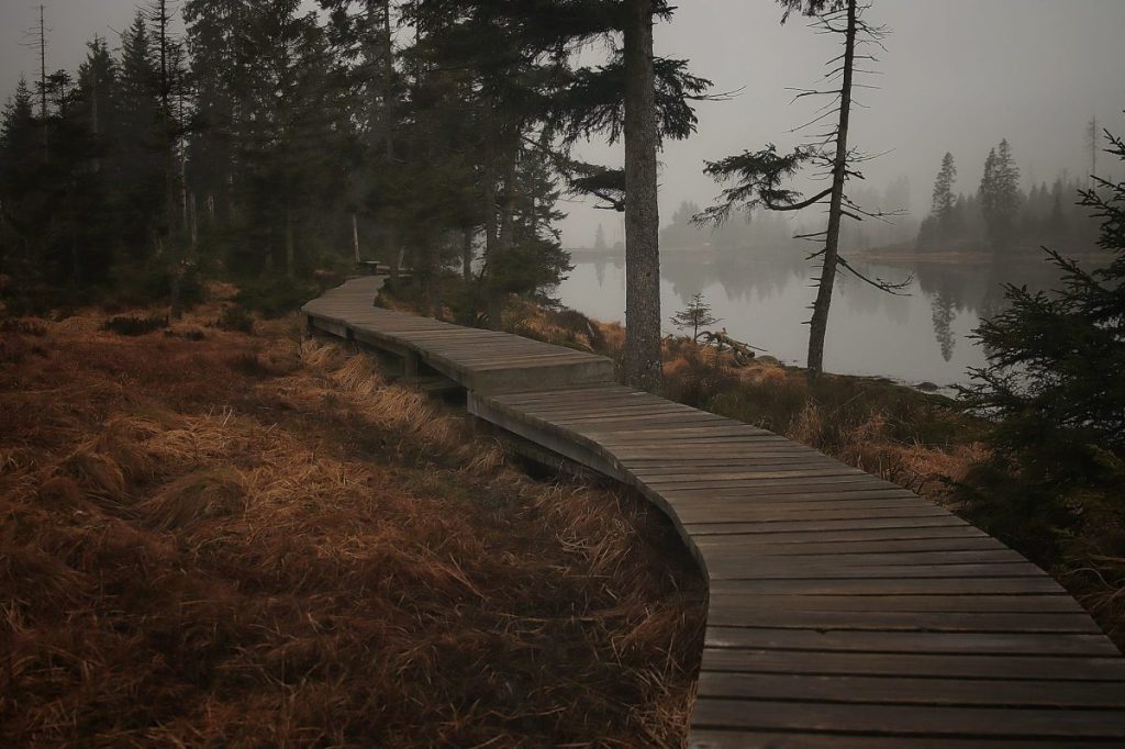 Der Nebel zaubert die perfekte Stimmung für mystische Bilder. 