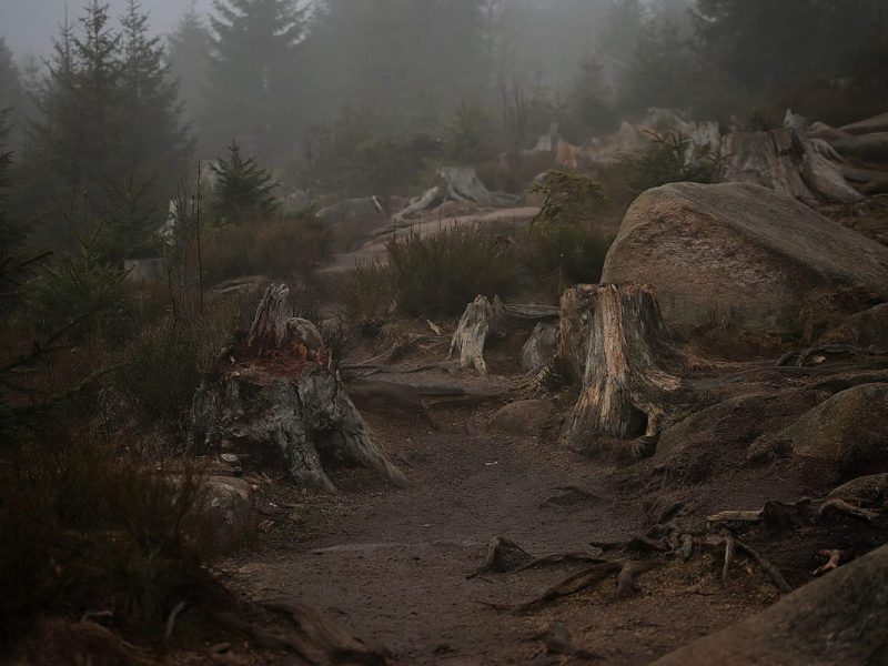 Mystische Stimmung am frühen Morgen Oderteich im Harz.
