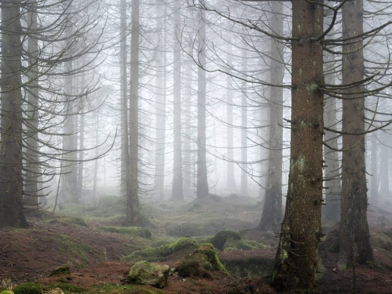 Harz