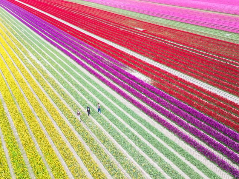 Farbiges Blütenmeer: Millionen von Tulpen verzaubern in diesen Tagen wieder viele Passanten im Landkreis Gifhorn in Niedersachsen.