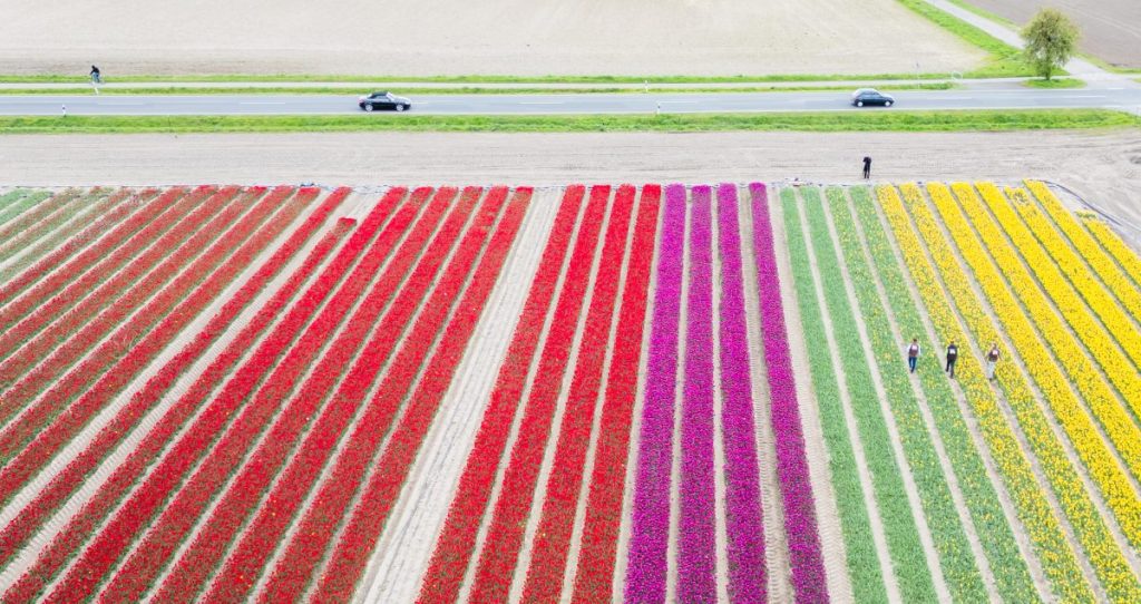 Die Landwirte betreiben seit 2017 in der Region Tulpenzwiebelvermehrung auf einer immer größer werdenden Fläche.