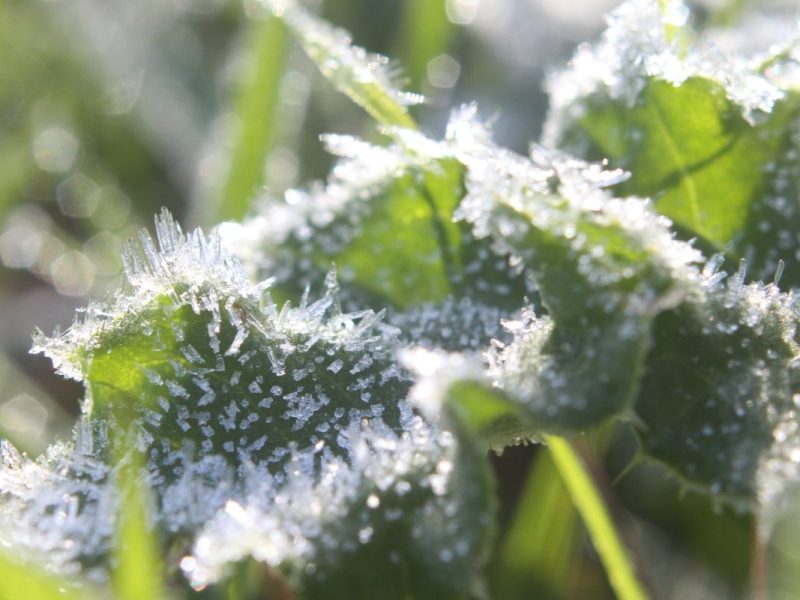 wetter niedersachsen