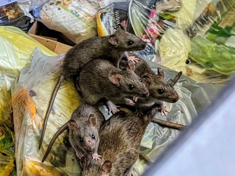 Die Tiere ernähren sich hier vom Hausmüll.