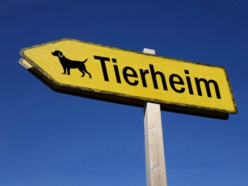 Tierheim Gifhorn