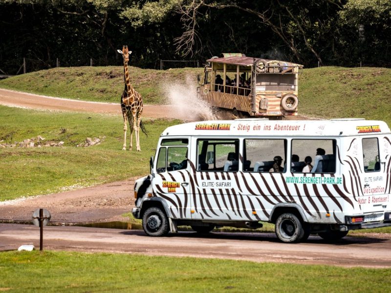 Safari-Busse im Serengeti Park