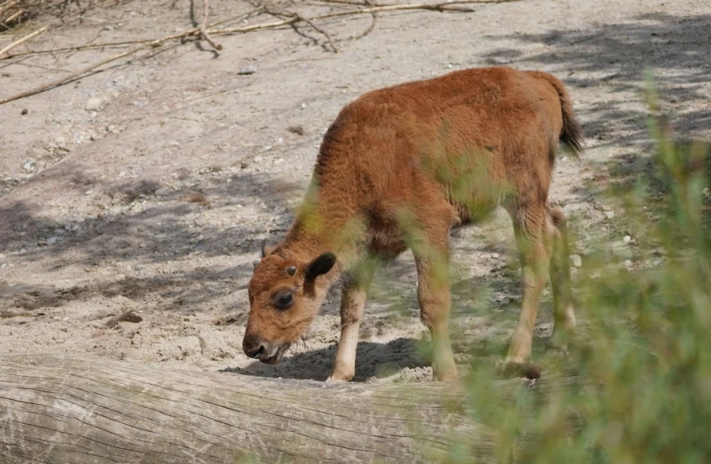 Zoo Hannover