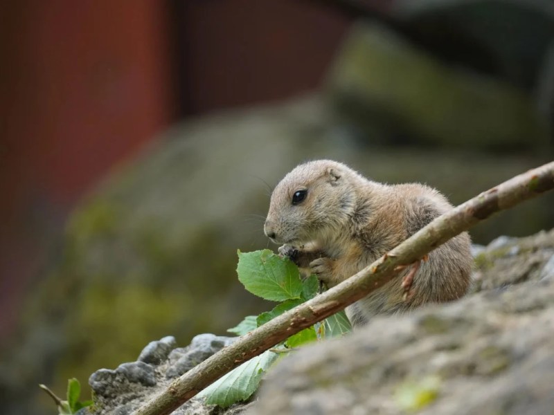 Zoo Hannover