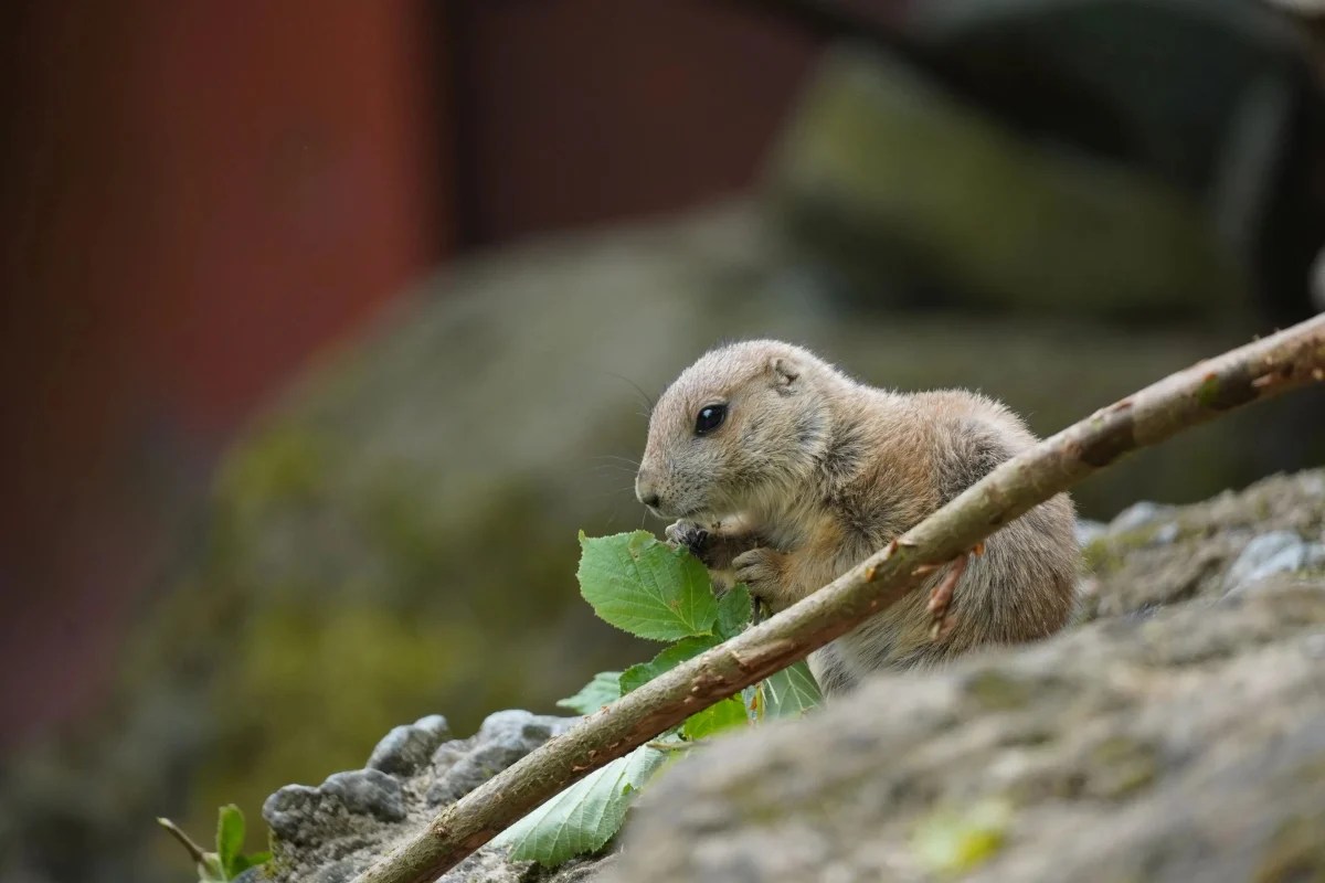 Zoo Hannover