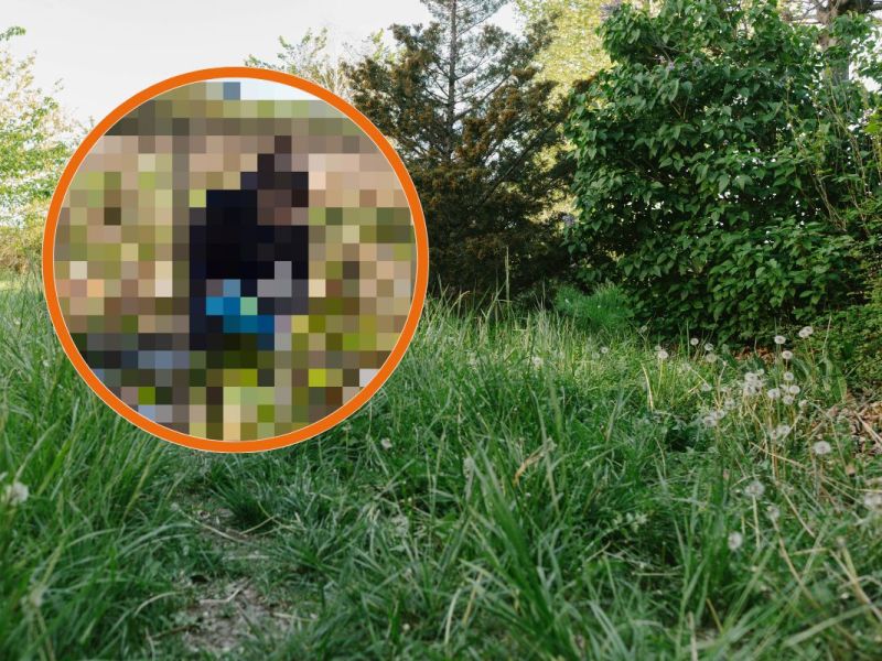 Wildbienen Braunschweig