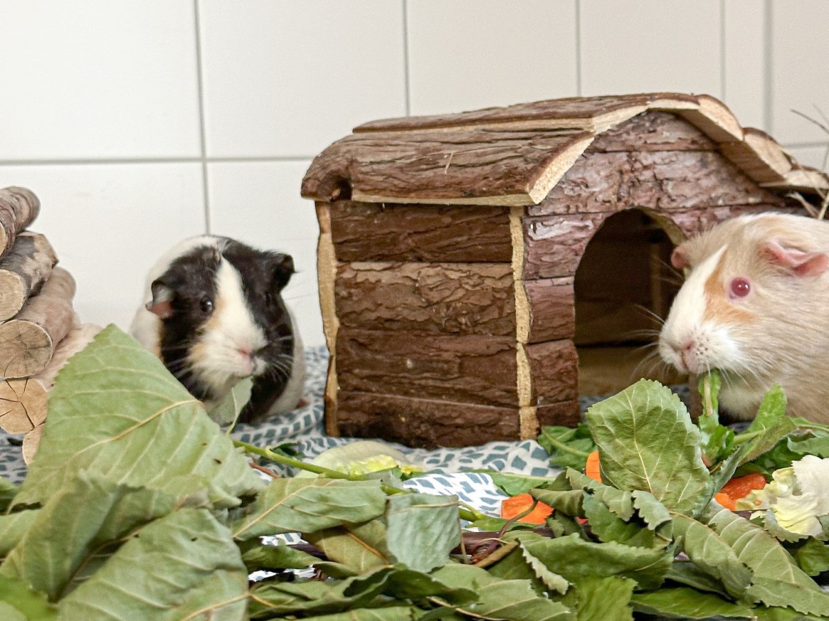 Tierheim Salzgitter Meerschweinchen