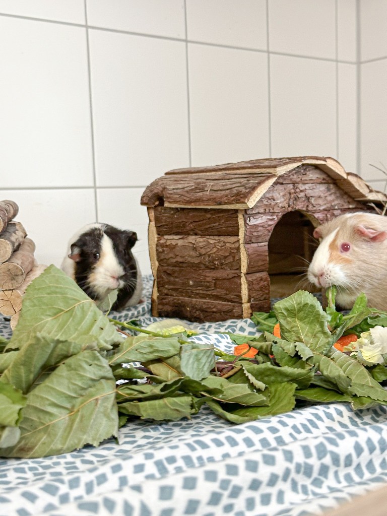 Tierheim Salzgitter Meerschweinchen