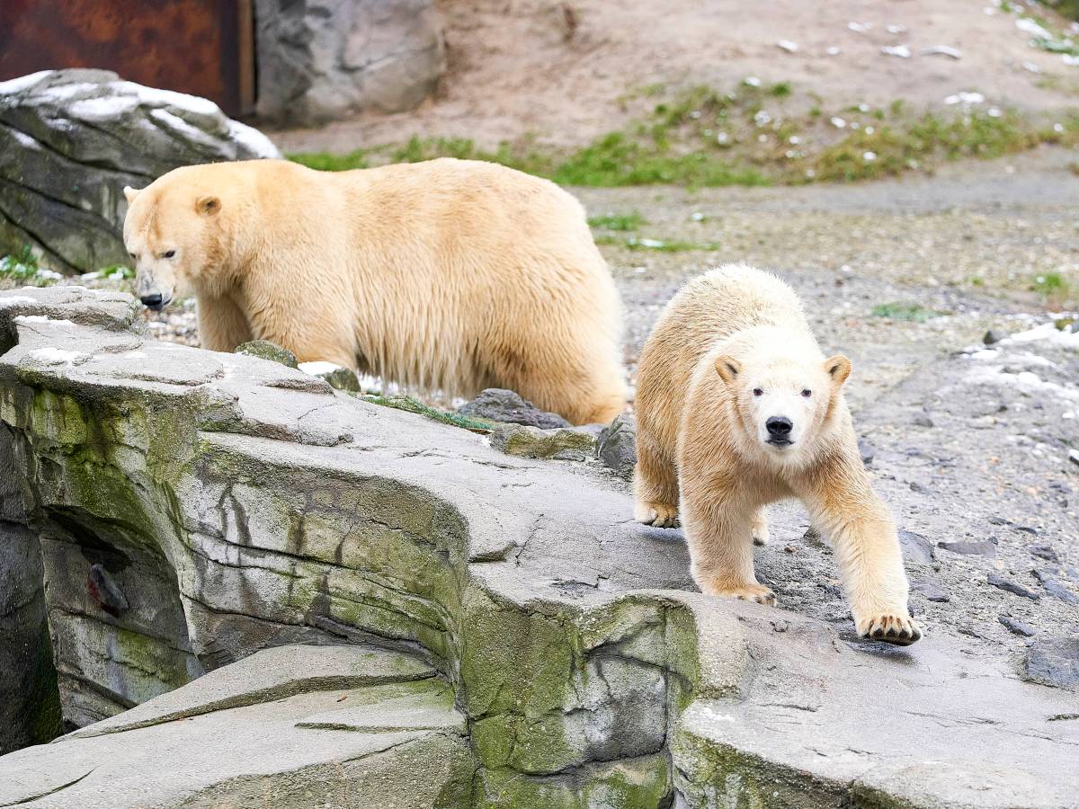 Zoo Hannover Eisbären