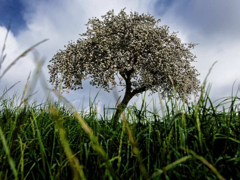 Die Ernte der Obstbauern in Niedersachsen wird schlecht ausfallen. (Archivbild)