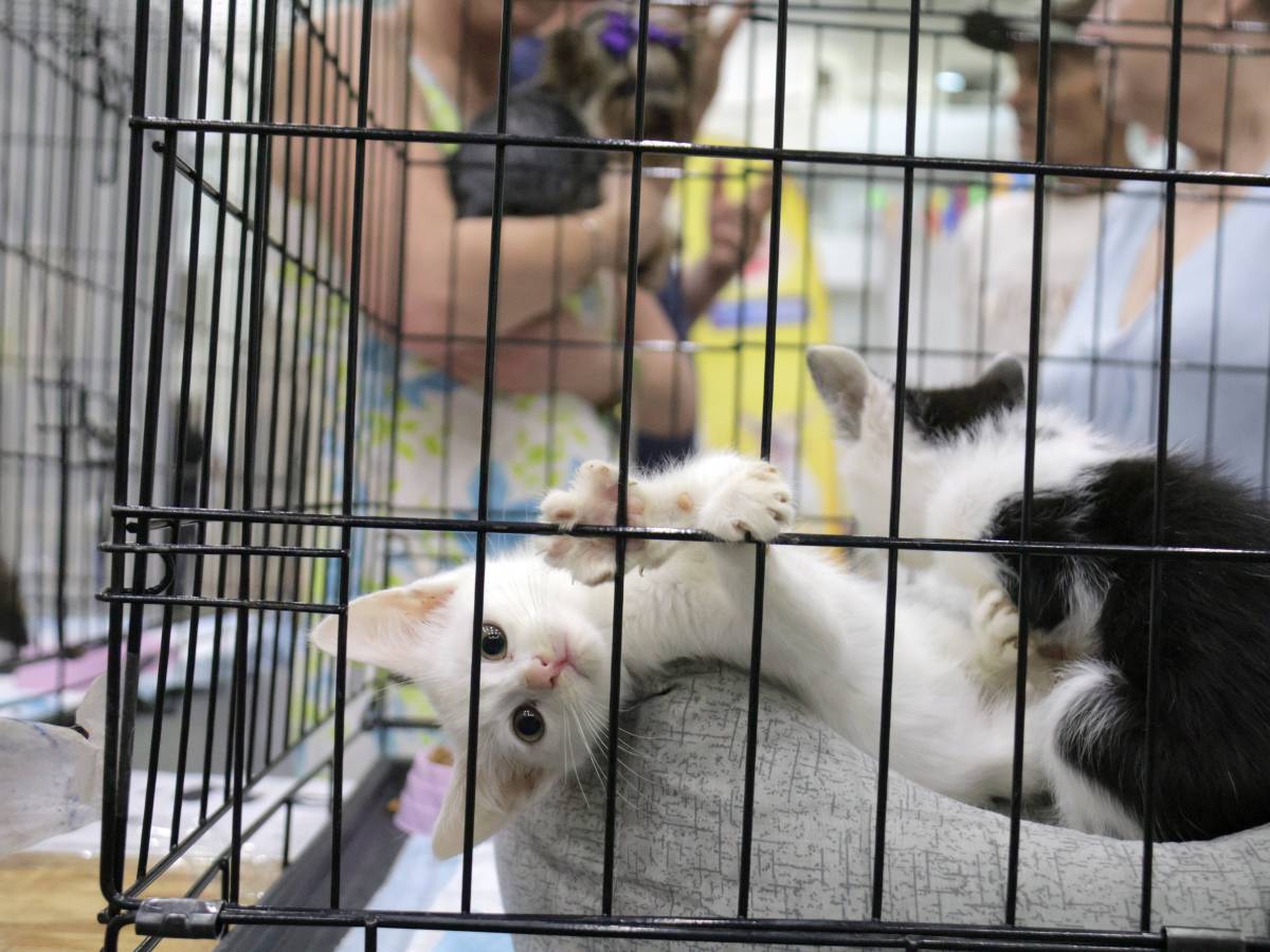 Tierheim Katze im Käfig