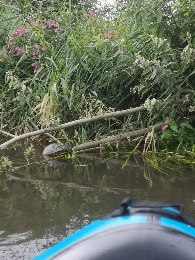 Schildkröte Oker