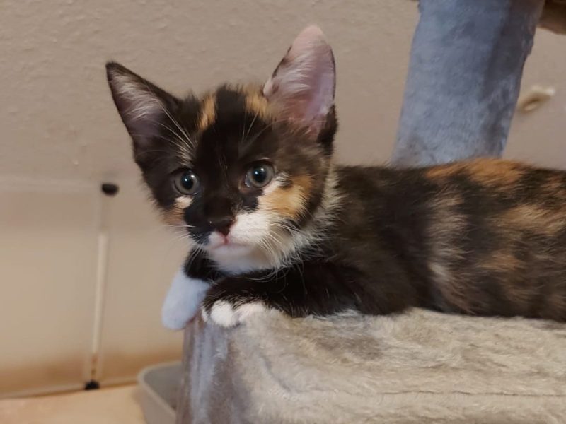Tierheim Peine Katze