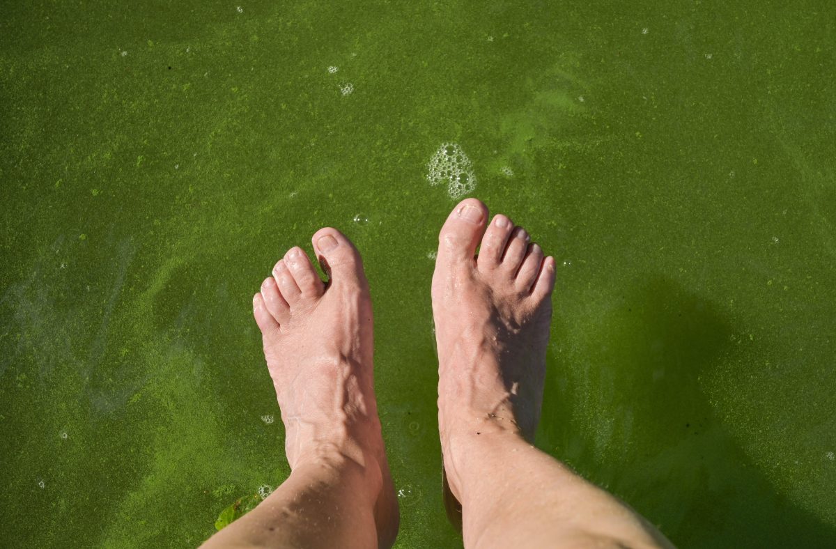 Alle Jahre wieder werden sie auch in Niedersachsen zur Plage: Blau-Algen. Die ersten Seen wurden ihretwegen schon gesperrt.