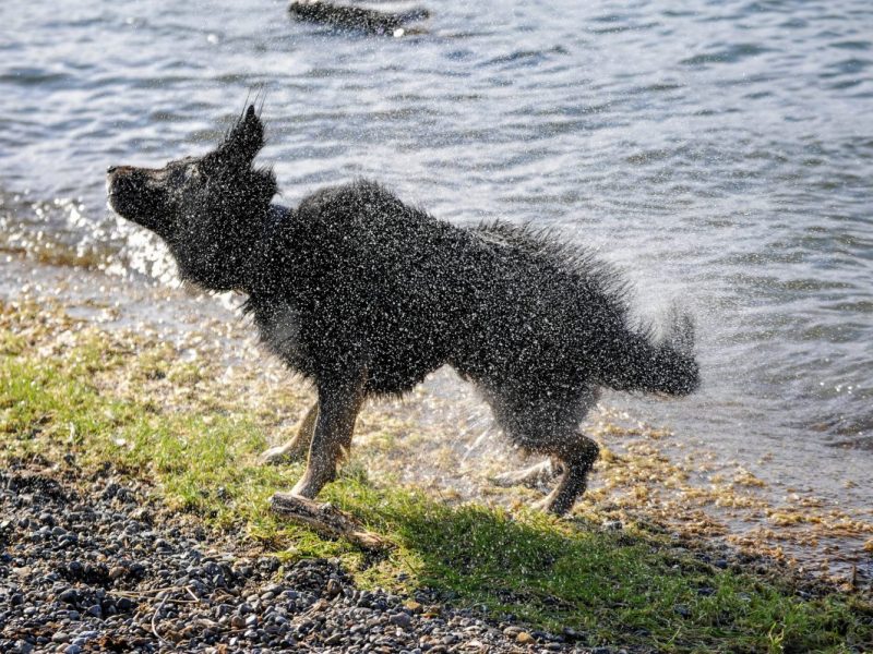 Für Hunde gibt es am Tankumsee in Gifhorn einen eigens ausgewiesenen Bereich. (Symbolbild)