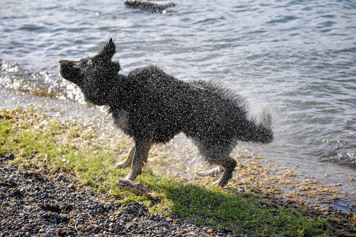 Für Hunde gibt es am Tankumsee in Gifhorn einen eigens ausgewiesenen Bereich. (Symbolbild)