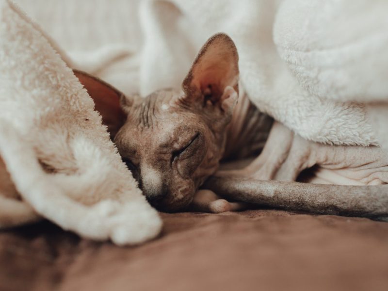 Sphynx-Katze