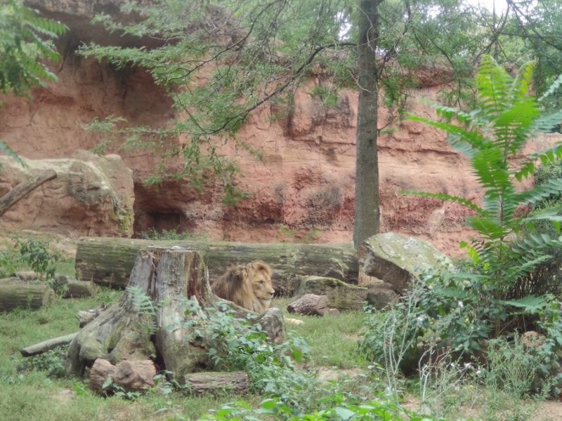 Zoo Hannover