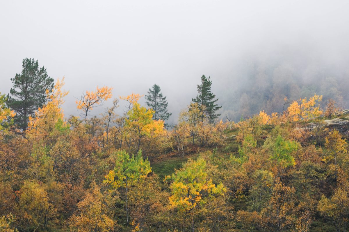 Wetter Niedersachsen