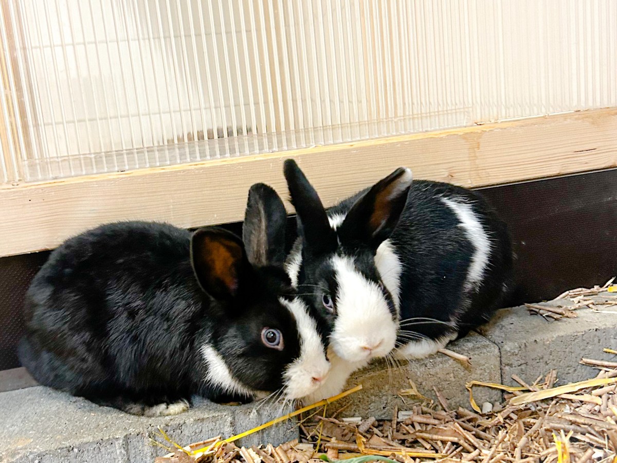 Zwei Kaninchen im Tierheim Salzgitter