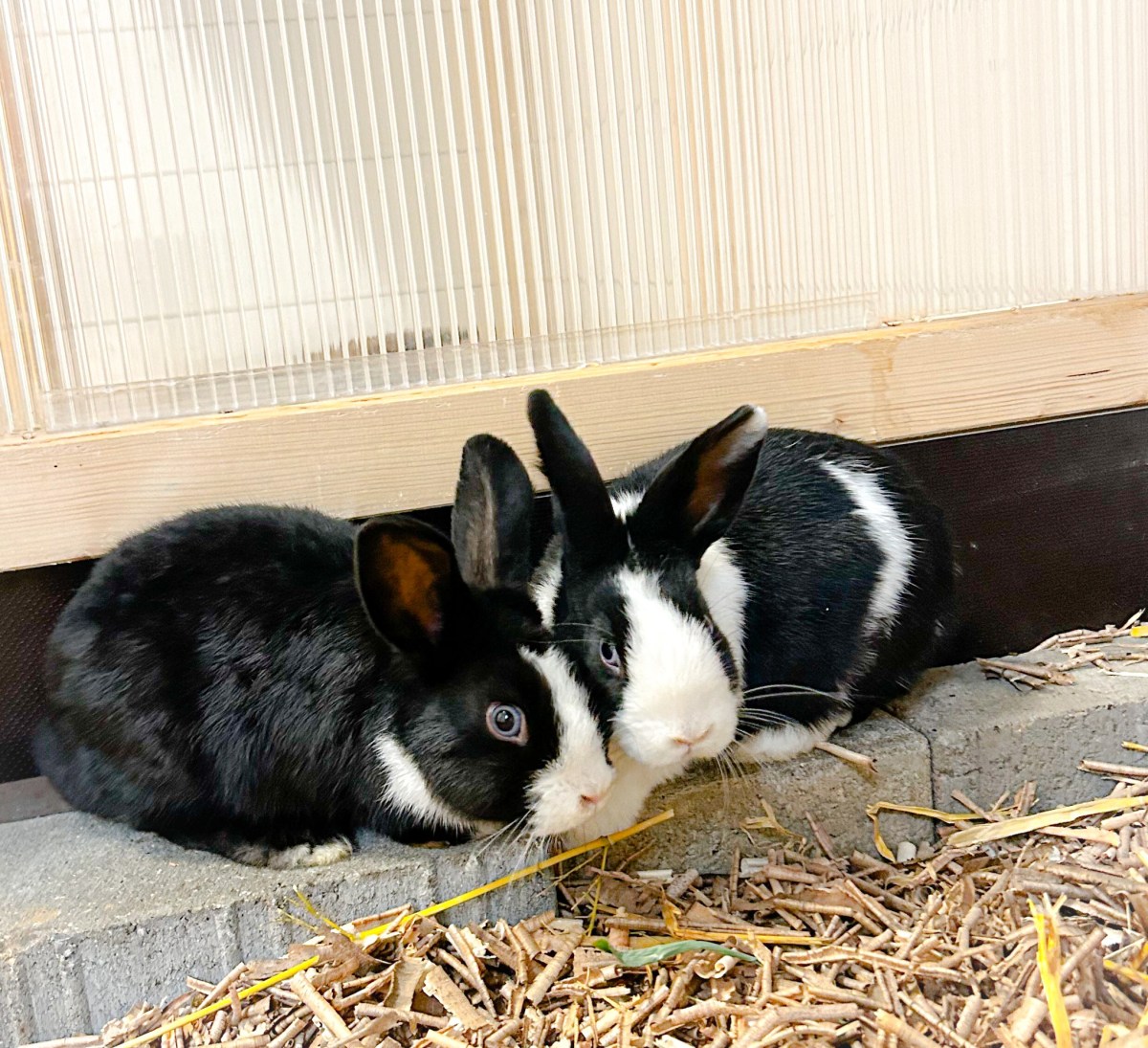 Zwei Kaninchen im Tierheim Salzgitter