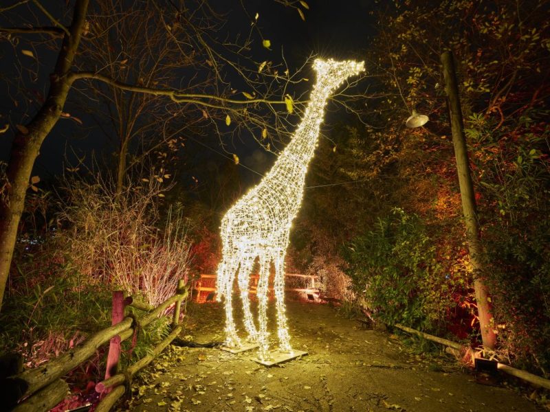 Im Zoo Hannover wird die Adventszeit wieder sehr besonders. (Archivbild)