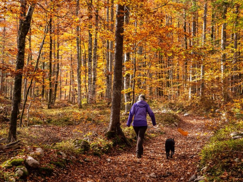 Frau spaziert mit einem Hund im herbstlichen Wald
