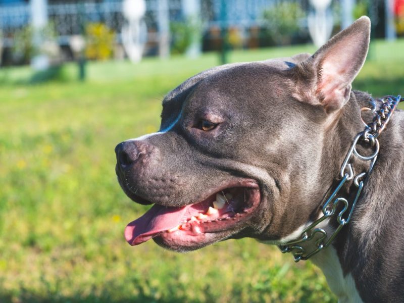 Auf einige Hundebesitzer in Braunschweig kommen bald höhere Steuern zu.