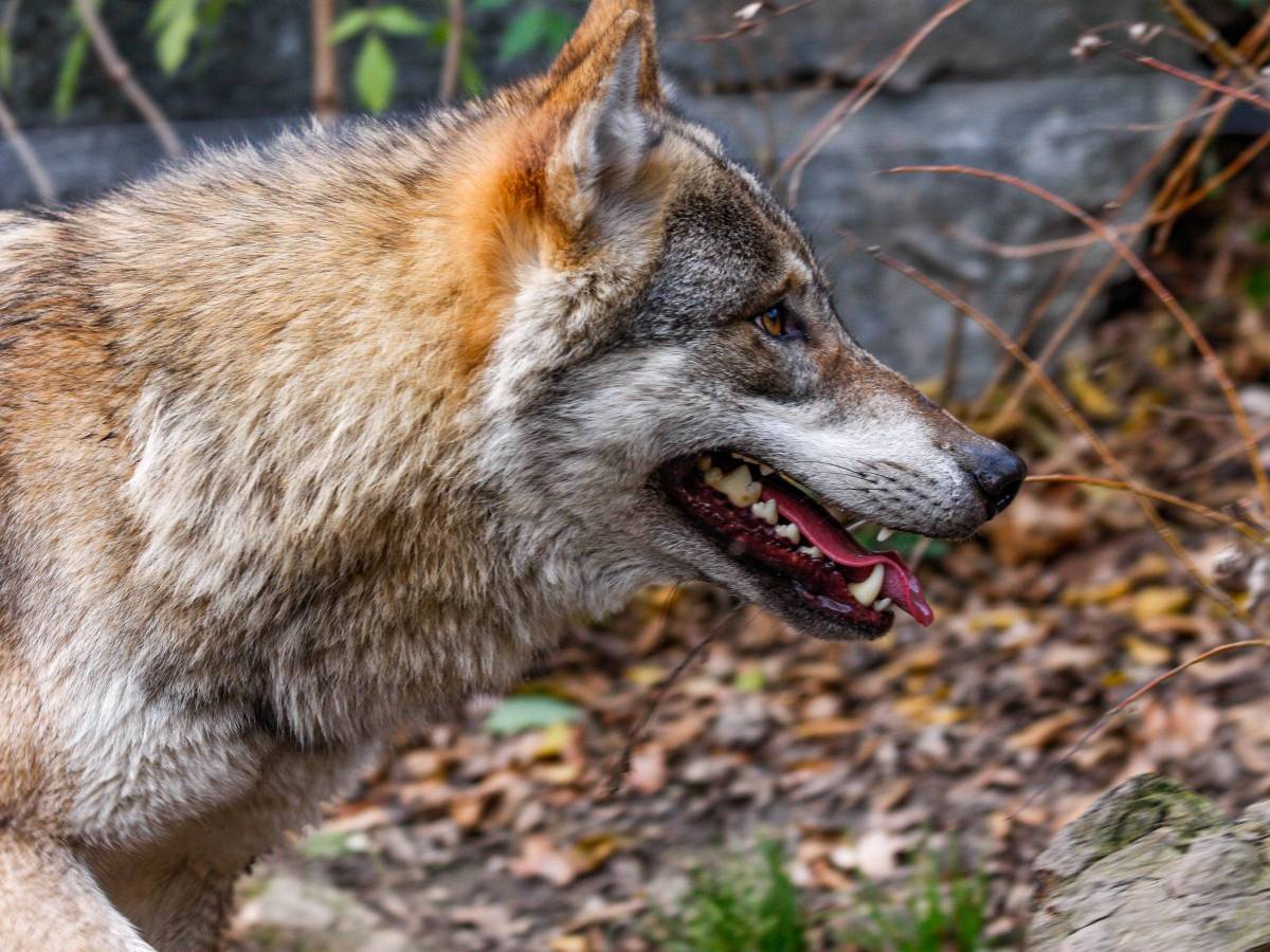 Im Kreis Helmstedt stehen seit Kurzem Hinweisschilder am Wald. Sie sorgen für einige Diskussionen.