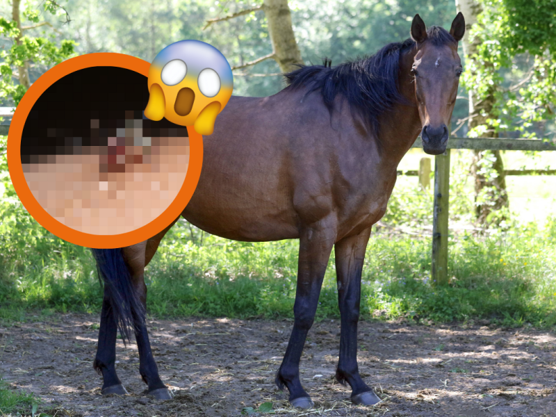 West-Nil-Virus Pferd Peine