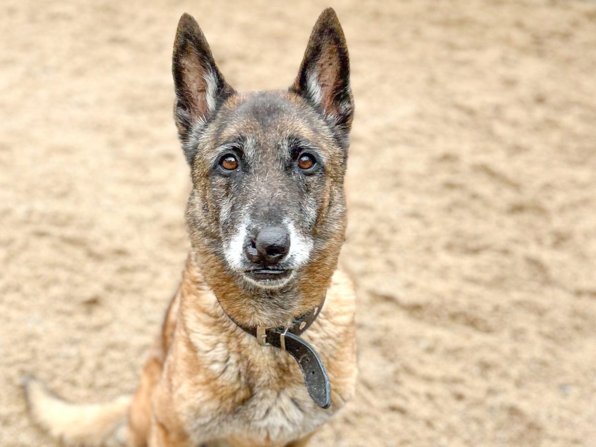 Malinois-Rüde im Tierheim Salzgitter