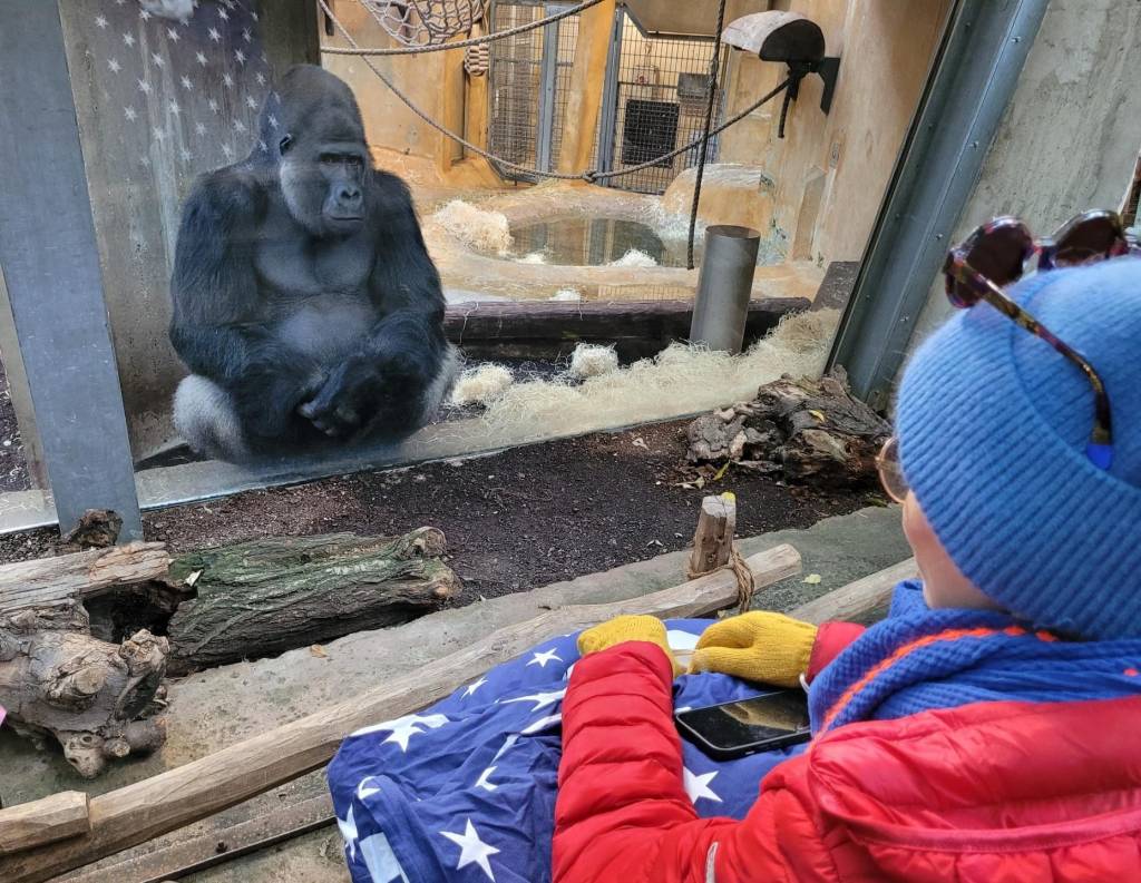 Gänsehautmoment: ein Silberrücken hat großes Interesse an Rebekka, guckt sie lange und sehr intensiv an