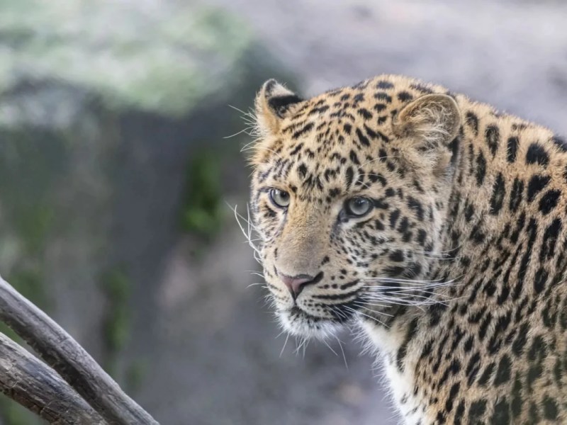 Zoo Hannover: Neuer Leopard! Aber die Freude wird getrübt –  „Musste eingeschläfert werden“