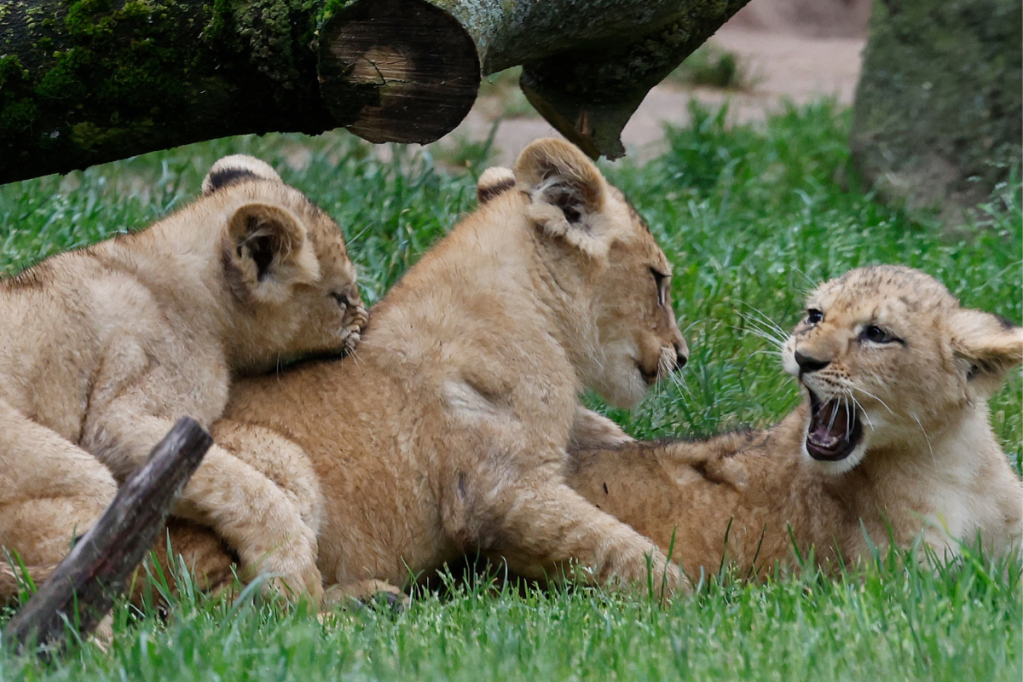 Zoo Hannover