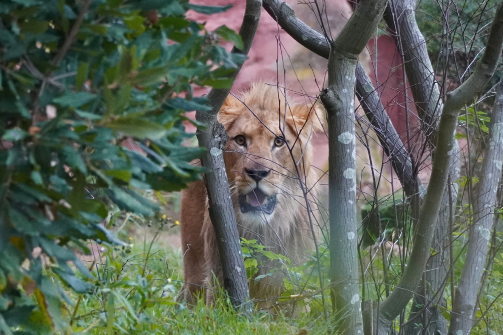 Zoo Hannover