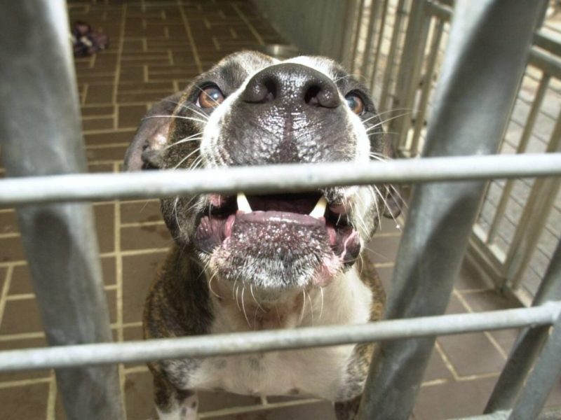 Ein Hund hat in Gifhorn für Angst und Schrecken gesorgt.