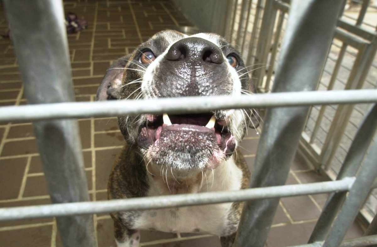 Ein Hund hat in Gifhorn für Angst und Schrecken gesorgt.