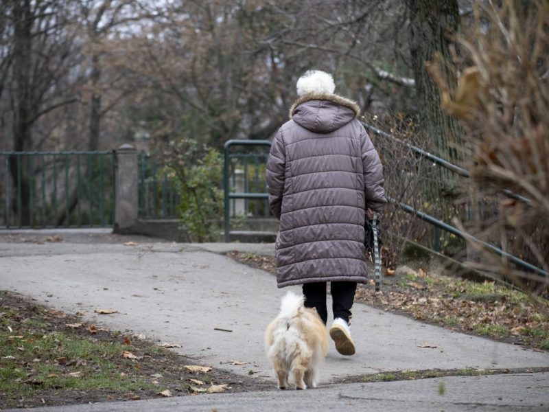 Bei der Gassirunde sollten Hundebesitzer ihre Lieblinge besser anleinen. (Symbolbild)