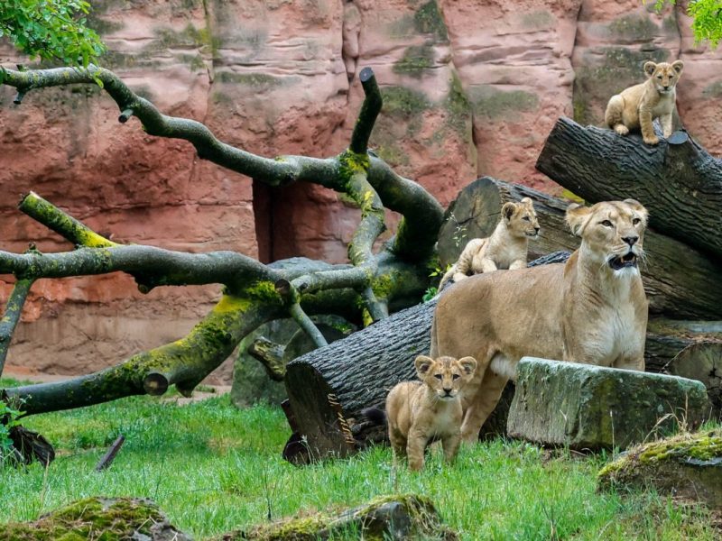 Im Zoo Hannover steht ein schwerer Abschied bevor. (Archivbild)