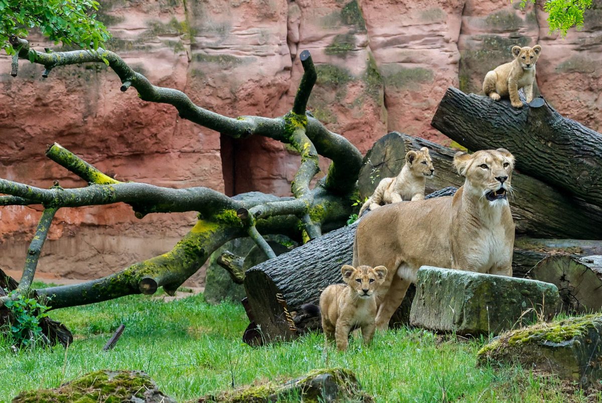 Im Zoo Hannover steht ein schwerer Abschied bevor. (Archivbild)